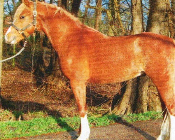 Pferd Captain Kirk (Welsh Pony (Sek.B), 2007, von Equus Mr. Spock)