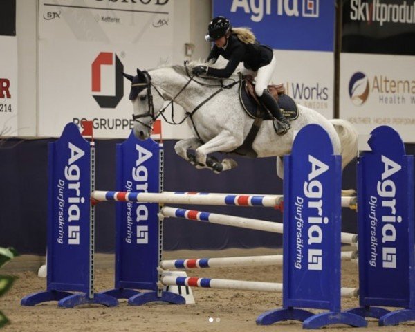 jumper Karitzi (KWPN (Royal Dutch Sporthorse), 2015, from Dakar VDL)