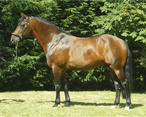 stallion Carrick Diamond Lad (Irish Sport Horse, 1993, from Flagmount Diamond)