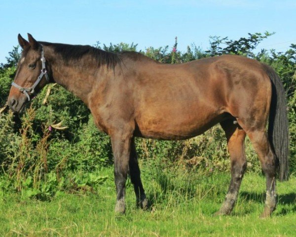 broodmare Greagwillan Pearl (Irish Sport Horse, 1988, from Sky Boy xx)