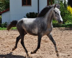 Springpferd Moonwalk (Deutsches Reitpony, 2019, von Magic Friday B WE)