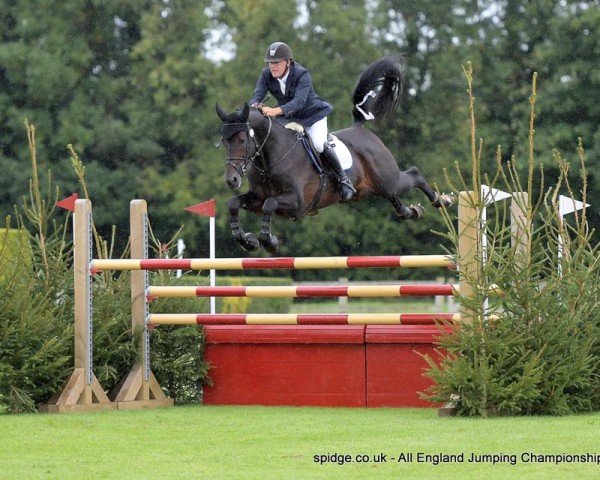 jumper Egbert (KWPN (Royal Dutch Sporthorse), 2009, from Warrant)