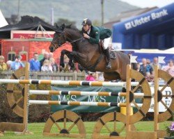 Springpferd Lowhill Ambassador (Irish Sport Horse, 2003, von Carrick Diamond Lad)