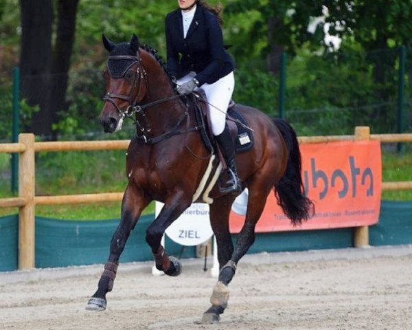 Springpferd Kees van de Vrouw (KWPN (Niederländisches Warmblut), 2015, von Latour VDM)