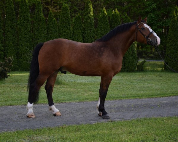 horse Pio (Polish Warmblood, 2018)