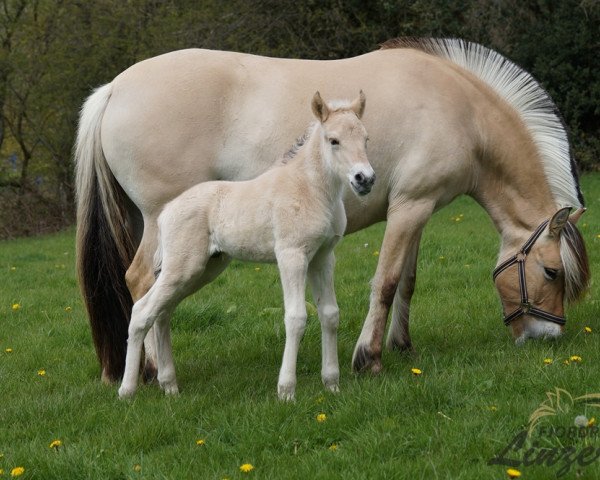 horse Ron (Fjord Horse, 2021, from Ragnar)