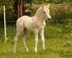 horse Feline (Fjord Horse, 2021, from Mr. Tveiten N.2591)