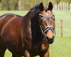 dressage horse Casper Lancelot Löwenherz (Deutsches Sportpferd, 2017, from Connery)