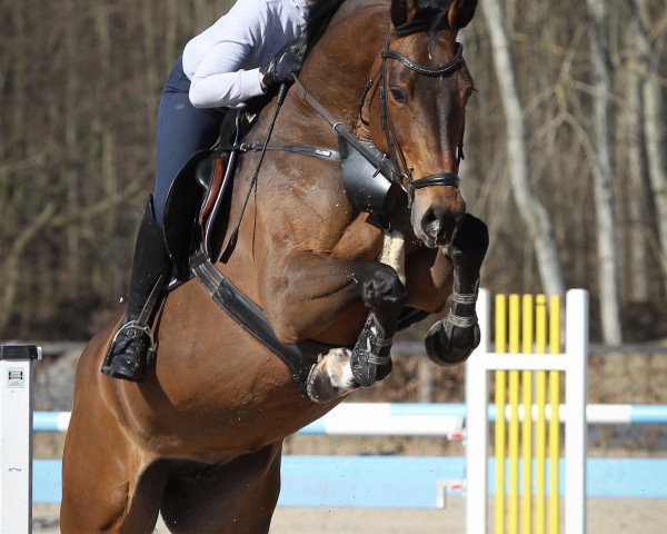broodmare Olanka's Girl (German Sport Horse, 2010, from Lipsius)