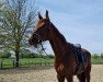 dressage horse Foxtrott For You (Hanoverian, 2014, from Tannenhof's Fahrenheit)