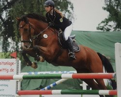 jumper Cavalido (German Sport Horse, 2007, from Cassineto)