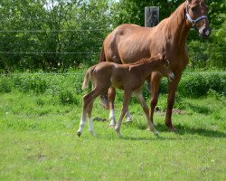 Springpferd Elfen Firestorm (Trakehner, 2021, von Phlox)