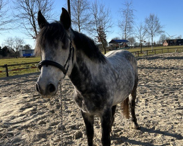 horse Diablo (unknown, 2017)