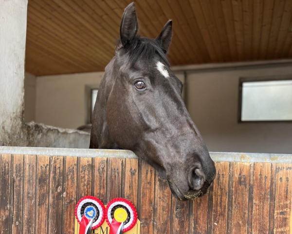 jumper Emil Sommer XX (Thoroughbred, 2018)