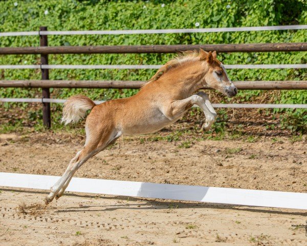 horse Bellini AW (Kleines Deutsches Pony, 2024, from Branco)
