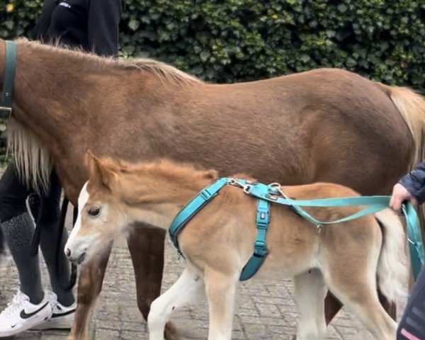 foal Avanti Amicelli AW (Kleines Deutsches Pony, 2025, from Branco)