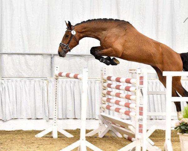 jumper La Callita PJ (Hanoverian, 2016, from Pikeur Lord Fauntleroy)