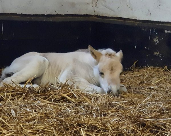 horse Felia (Fjord Horse, 2021, from Turbo Romeo N.2573)