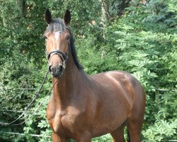 broodmare Bubbles PJ (Hanoverian, 2016, from Chaman)