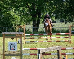 jumper Cat Balou 29 (Oldenburg, 2008, from Balou du Rouet)