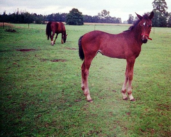 broodmare Candle (Brandenburg, 1998, from Calmero)