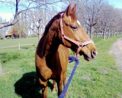 broodmare Angelina (Brandenburg, 1992, from Applaus)