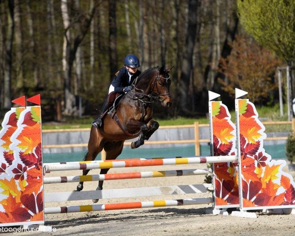 Springpferd Skyfall 007 (Estonian Sportpferd, 2013, von Strahlemann)
