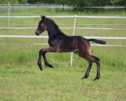 Springpferd Charlie MK (Westfale, 2021, von Comme il Faut)