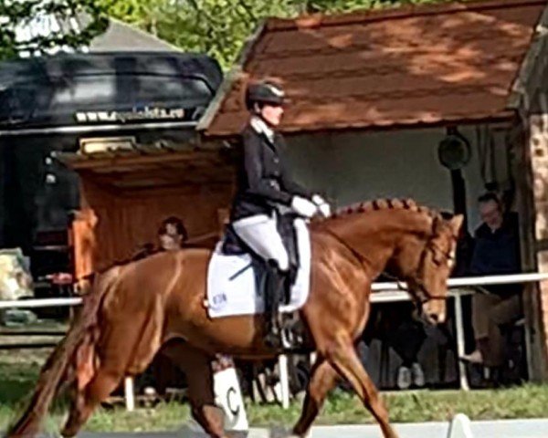 Dressurpferd Fenja 244 (Deutsches Sportpferd, 2018, von Sensation)