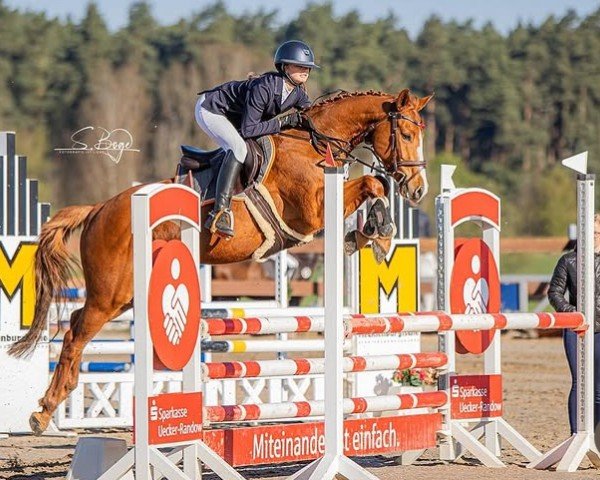 Springpferd My Princes v. Paradijs DB (Deutsches Sportpferd, 2018, von Manchester van't Paradijs)