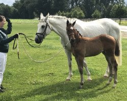 broodmare Papagena W (Rhinelander, 2005, from Prinz Wilhelm)