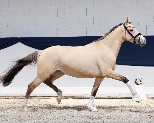 dressage horse Blütenstaub (German Riding Pony, 2022, from Don Papa WE)