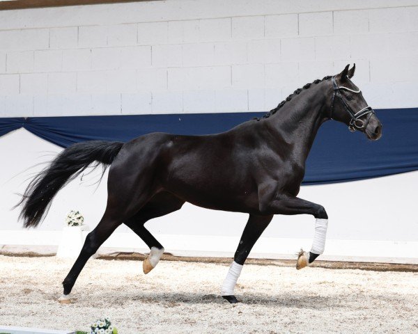 dressage horse Meyla (Oldenburg, 2022, from Dimaggio Black)