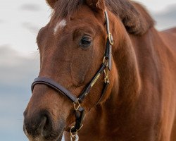 dressage horse Quotenbub (Deutsches Sportpferd, 2017, from Quantensprung 3)