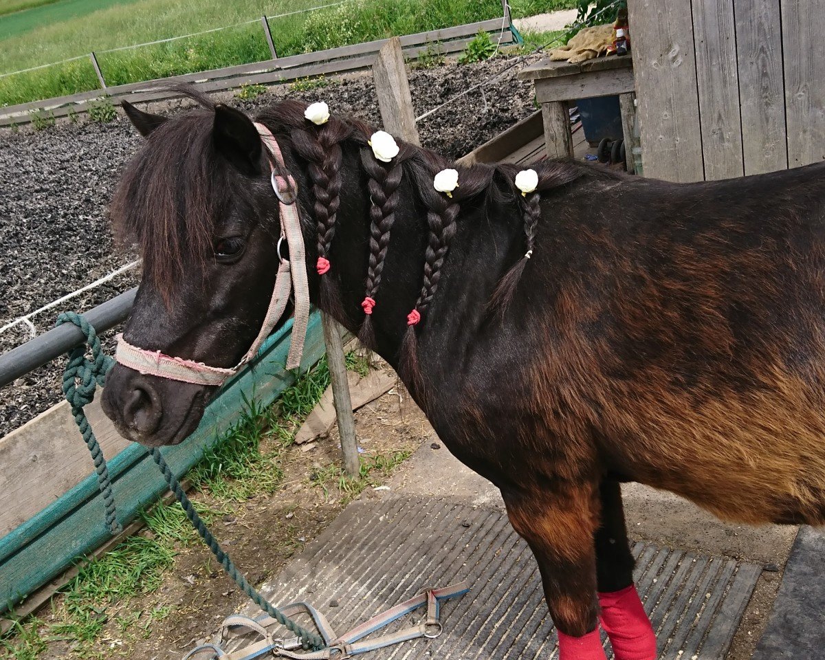 Dressurpferd Ameno (Shetland Pony, 2003)
