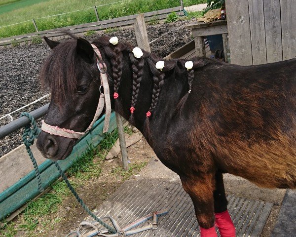 dressage horse Ameno (Shetland Pony, 2003)