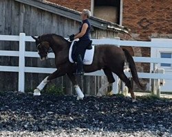 dressage horse Damon's Limoncello Anw (Hanoverian, 2013, from Damon Hill)