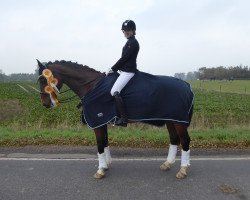 dressage horse Qarl-Filip (Swedish Warmblood, 2006, from Qalle)