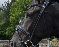 dressage horse San Piccolo F (Rhinelander, 2016, from Sandro Hit)