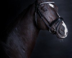 jumper Phileas (German Sport Horse, 2007, from Paulaner)