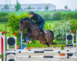 jumper Qabouter Khan (Belgian Warmblood, 2016, from Balou du Rouet)