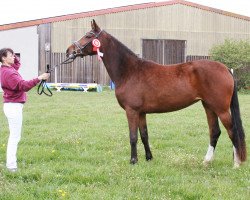 broodmare Pollyana Emmylou (German Sport Horse, 2018, from Dipylon)