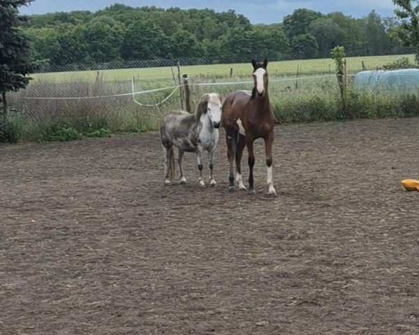 foal by Stute von Blue Diamond / Cezaro (Holsteiner, 2024, from Hagbar du Lozon - BLUE DIAMOND)