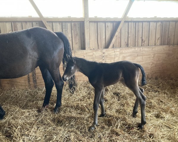 Dressurpferd Kaljana (Trakehner, 2021, von Speedway 7)