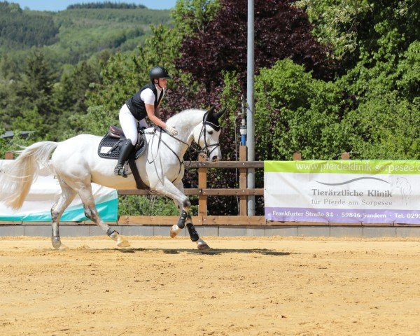 jumper Curtis 97 (Westphalian, 2018, from Cornet Obolensky)