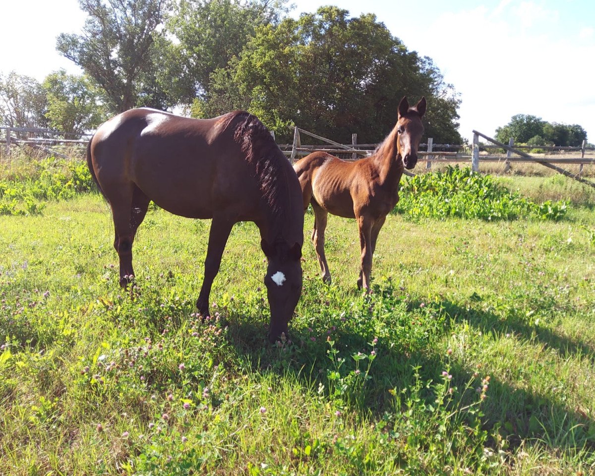 broodmare Krasnaja Vita (Trakehner, 2014, from Herakles TSF)