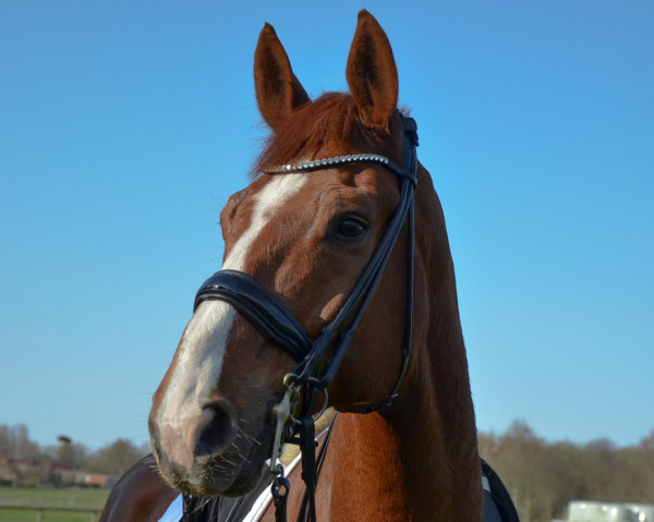 dressage horse Sam M (Hanoverian, 2009, from Scolari)