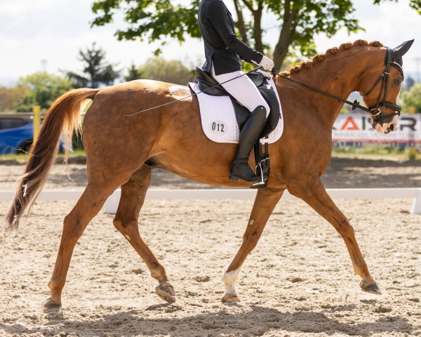 Dressurpferd Dayton Dominion (Oldenburger, 2018, von Dominion)