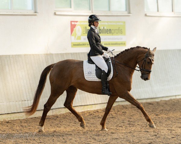dressage horse Lamirabell (German Sport Horse, 2019, from Valverde NRW)