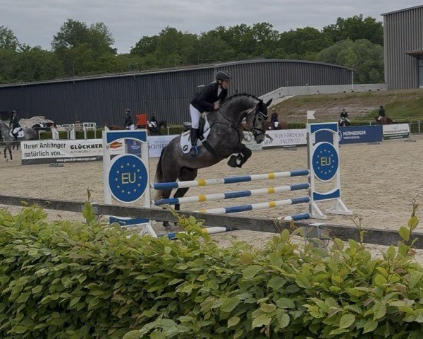 jumper Let's Fly 20 (German Sport Horse, 2020, from Last Man Standing)